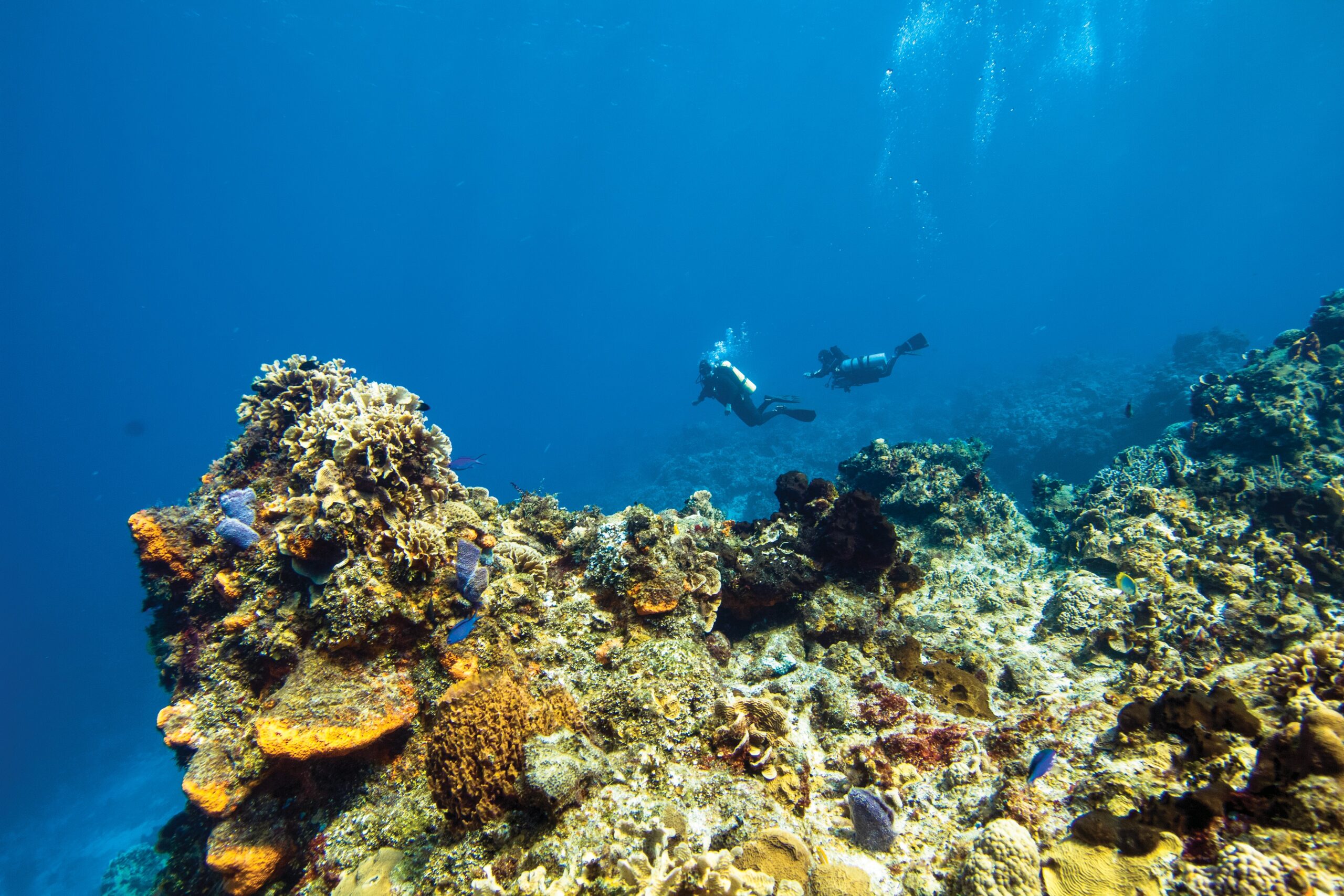 Diving Into The Blue Underwater Adventures In Southeast Asia